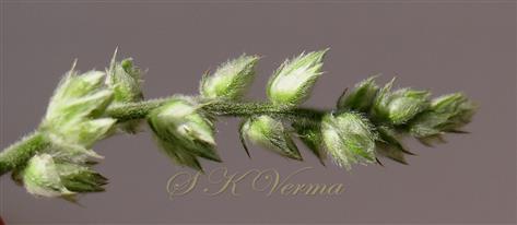   Young inflorescence